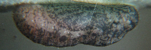 Pupae